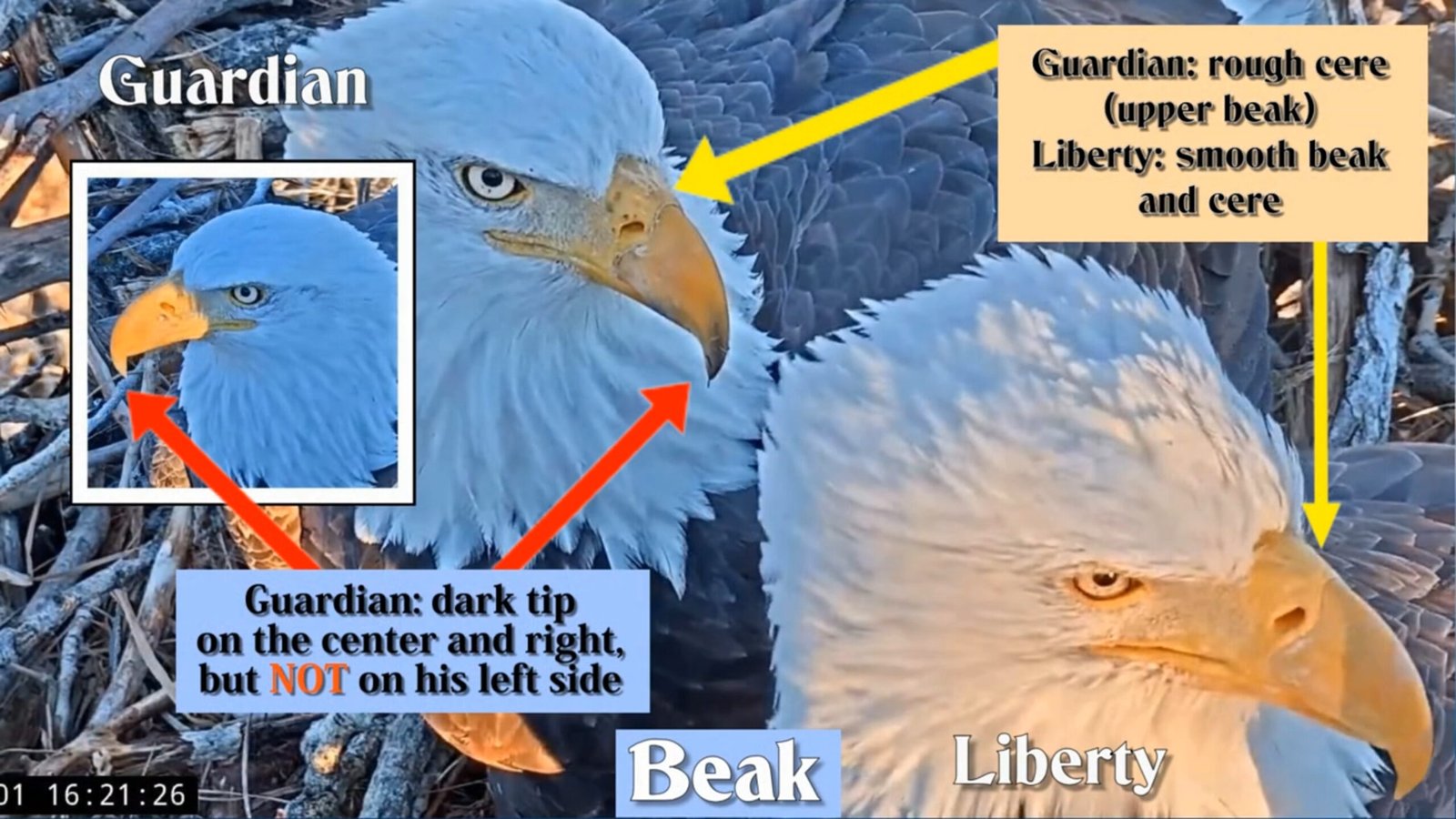 Redding Eagles 2022 identifying liberty and guardian 101 eyes and beak 02