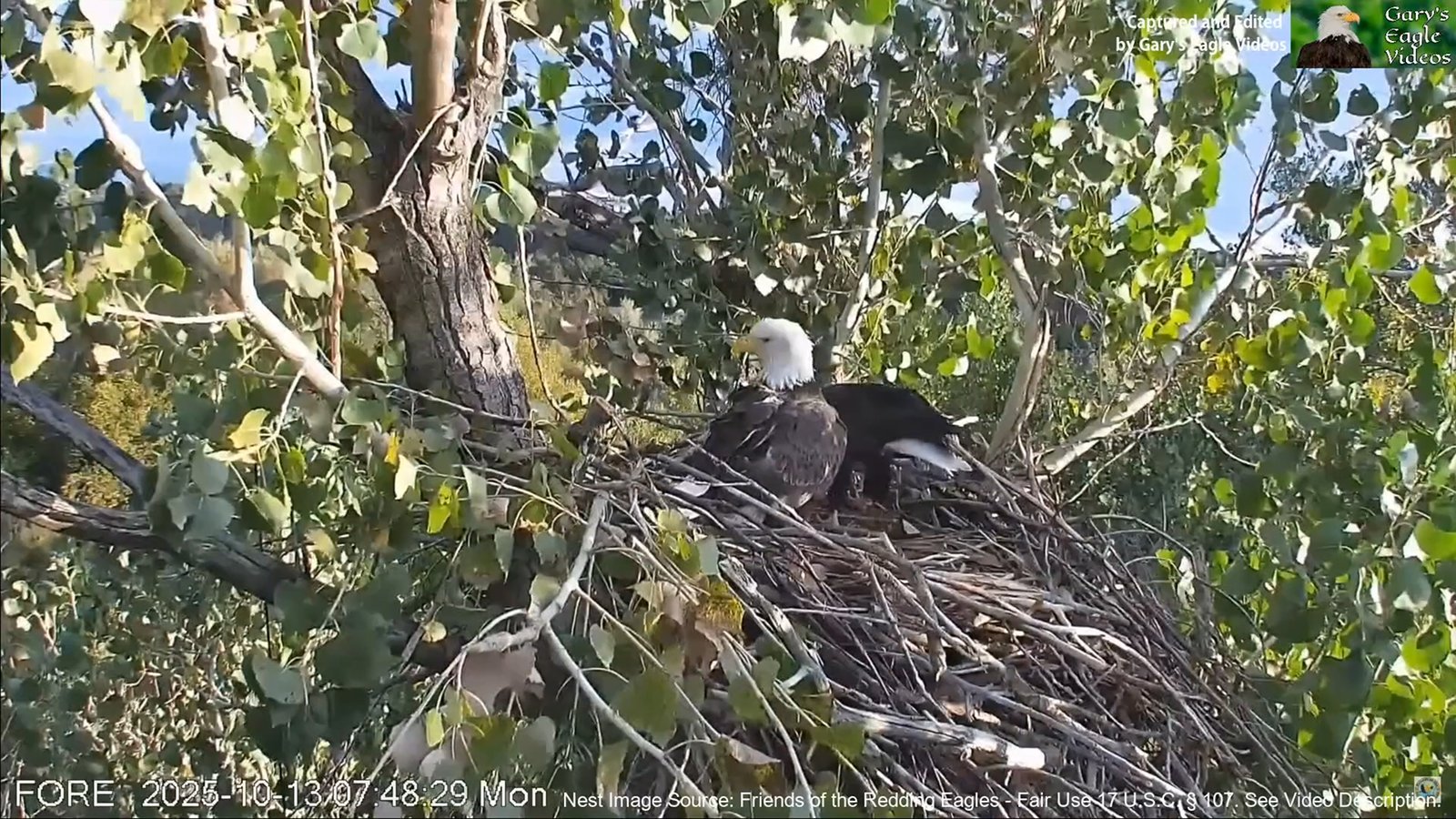 Redding Eagles 20251013 cover 01