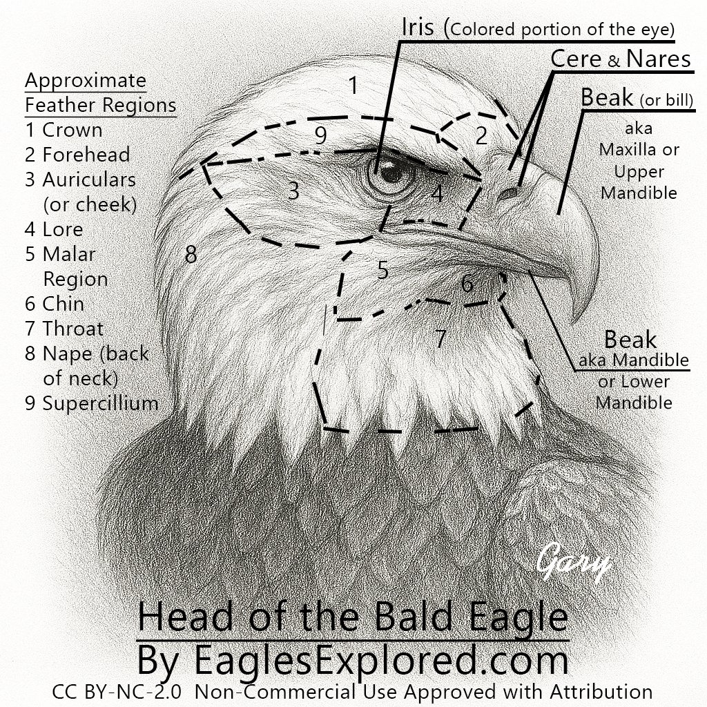 Eagles Explored Bald Eagle head diagram