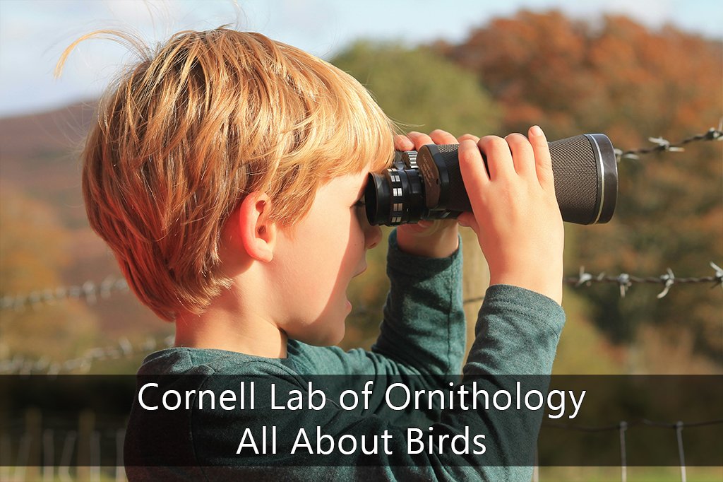 cornell lab of ornithology icon 01 mod1 1024x762 cornell lab of ornithology icon 01 mod1 1024x762