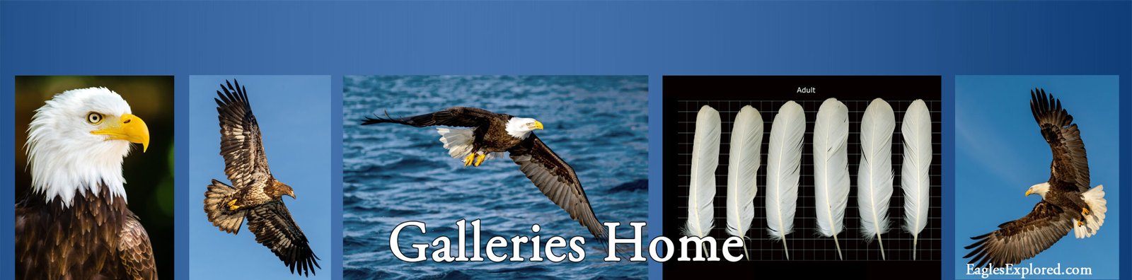 eagle gallery strip 01 lowres03