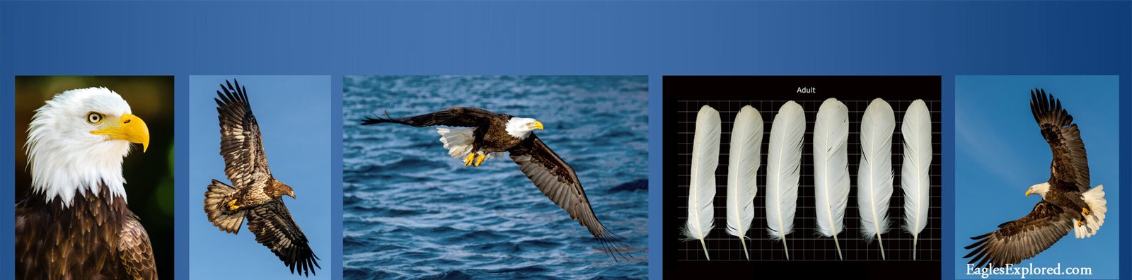 eagle gallery strip 01 lowres04 plain