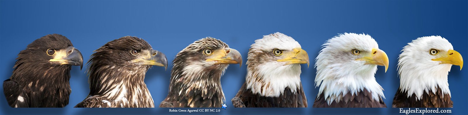 eagle head strip 01 lowres01