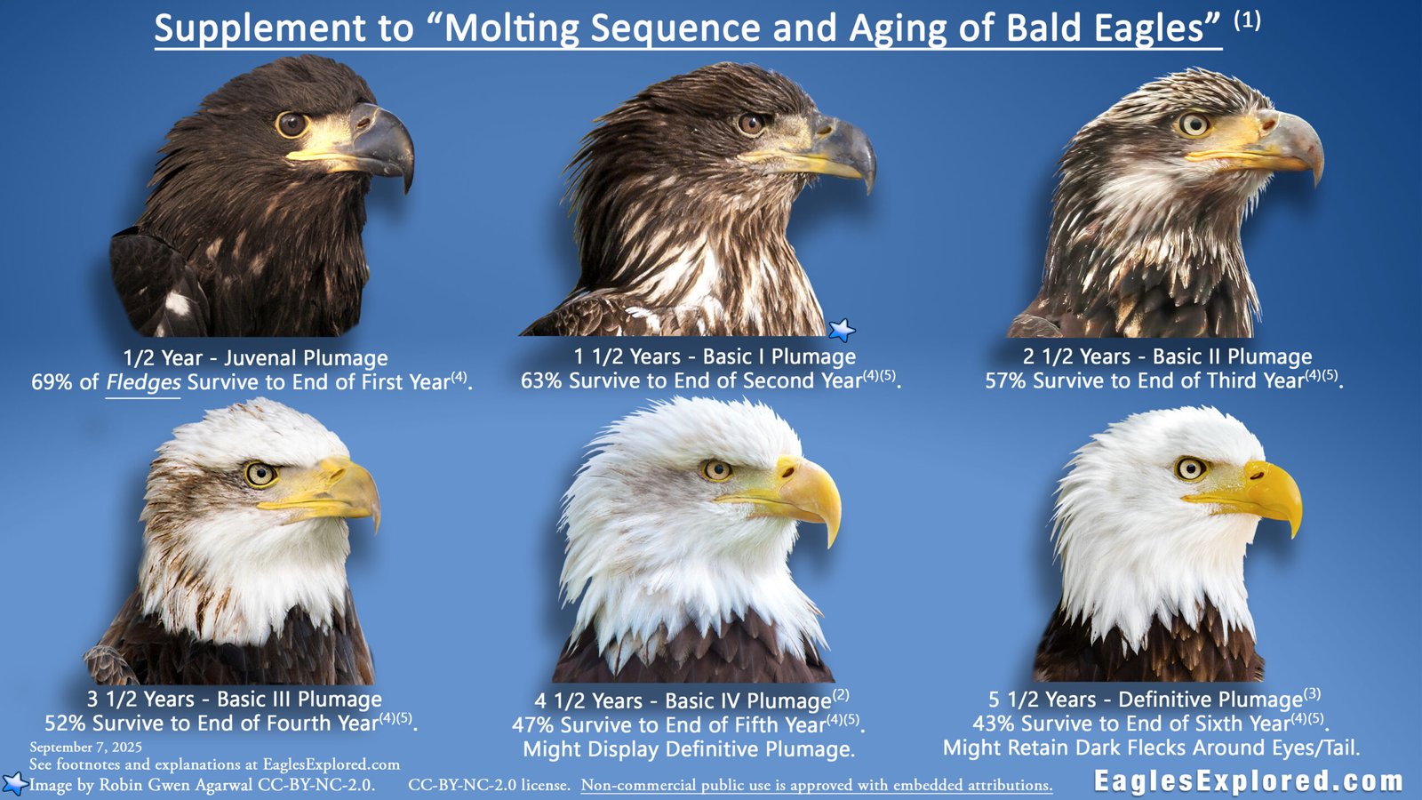 a 4k graphics supplement to "molting sequence and aging bald eag
