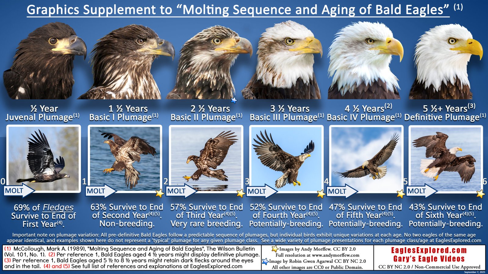 a 4k graphics supplement to "molting sequence and aging bald eag