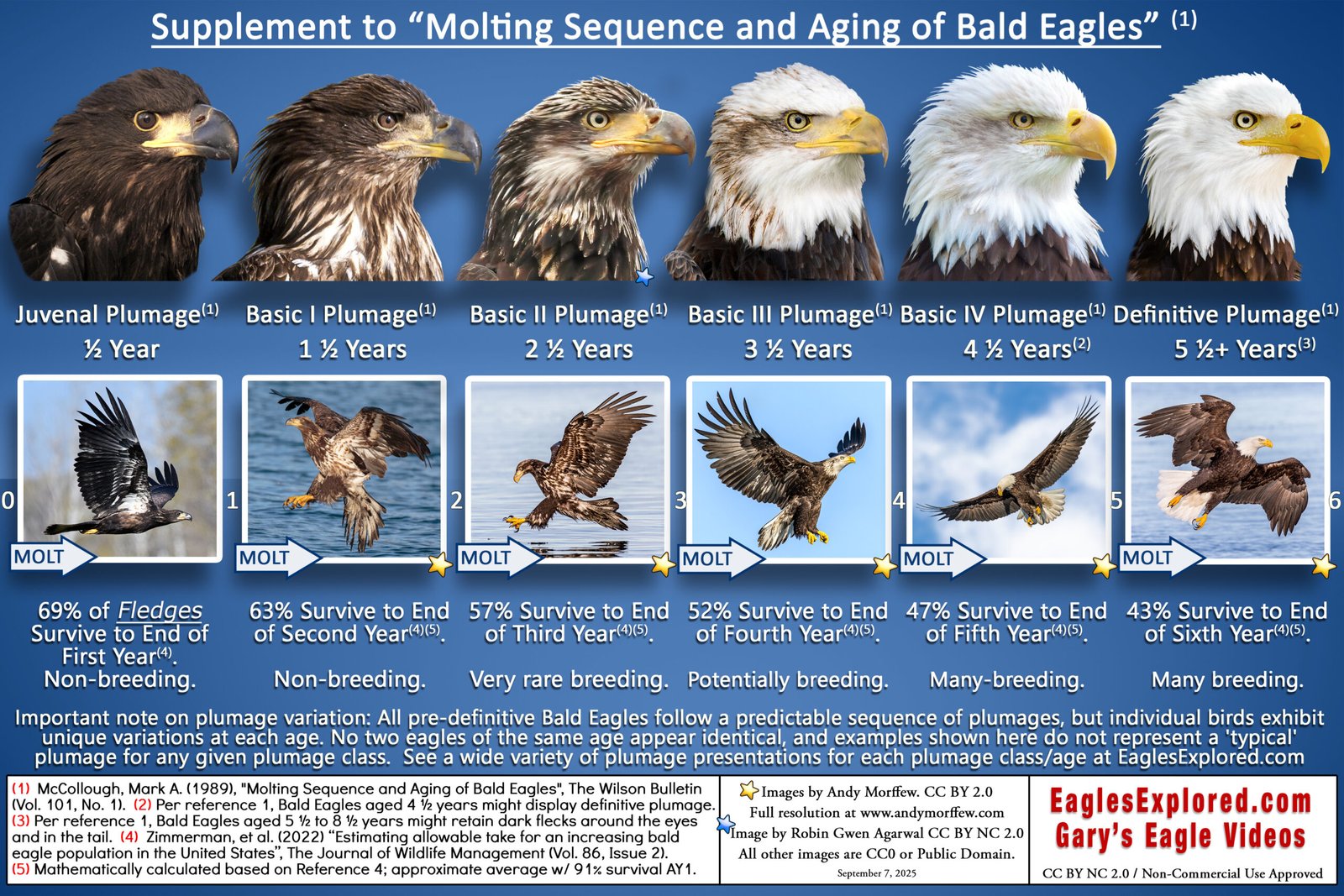 Aging Guides a 4k graphics supplement to "molting sequence and aging bald eag