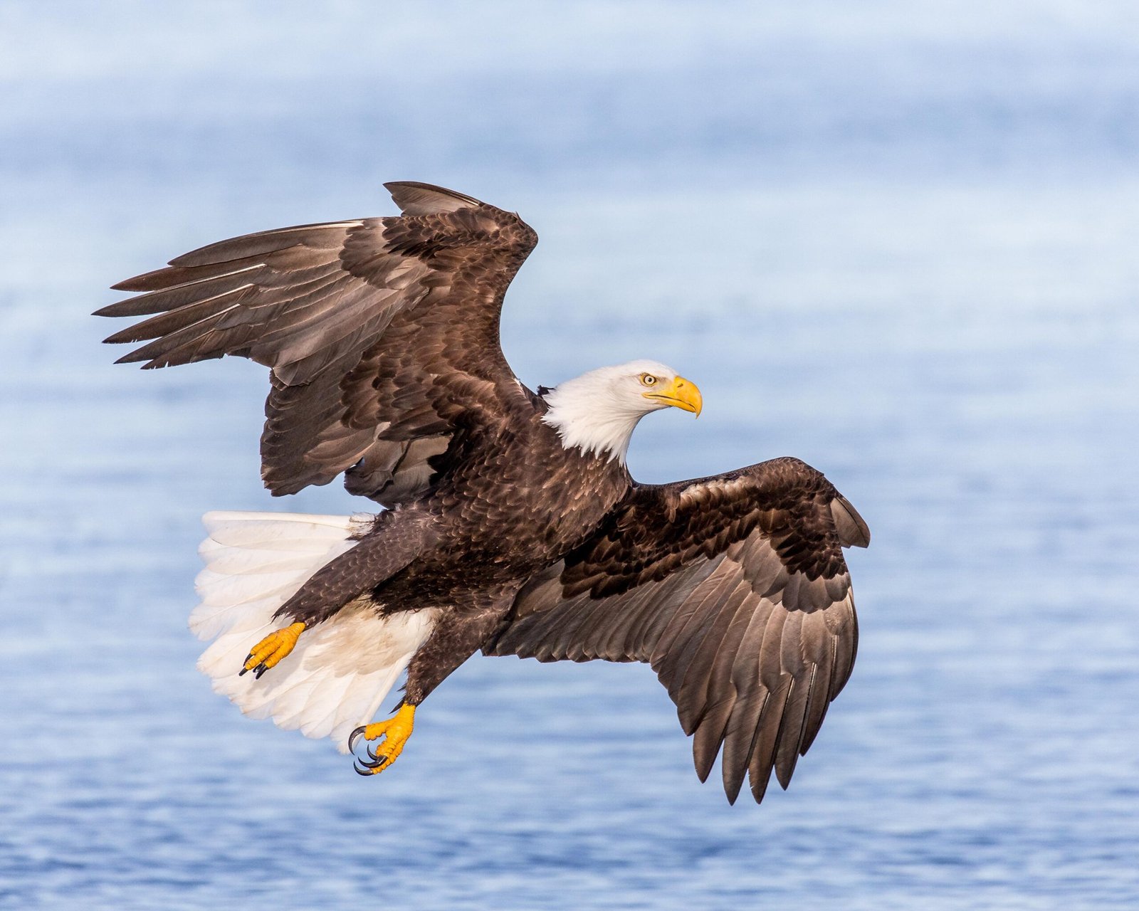 Andy Morffew (andy morffew / andymorffew com / cc by 20)