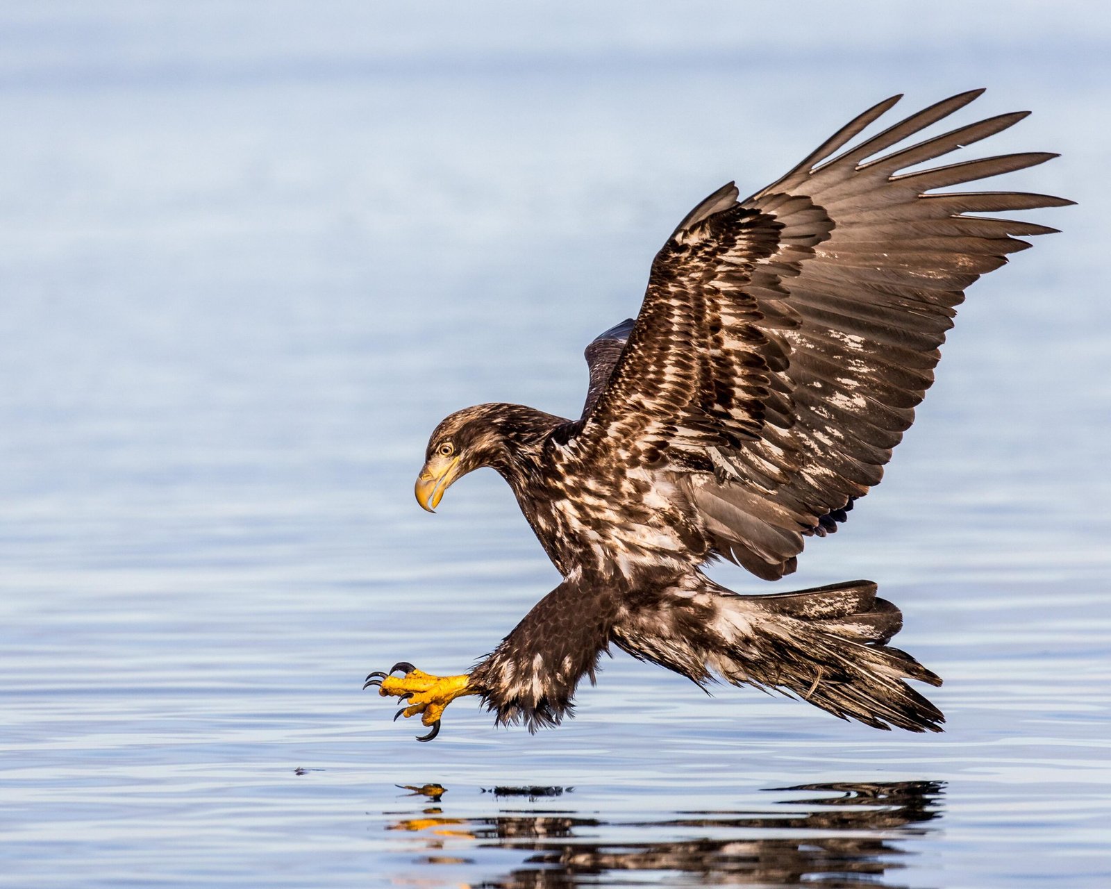 Andy Morffew Bald Eagle about 2 ½ years old in Basic II plumage, also known as pre-definitive, immature, or subadult.