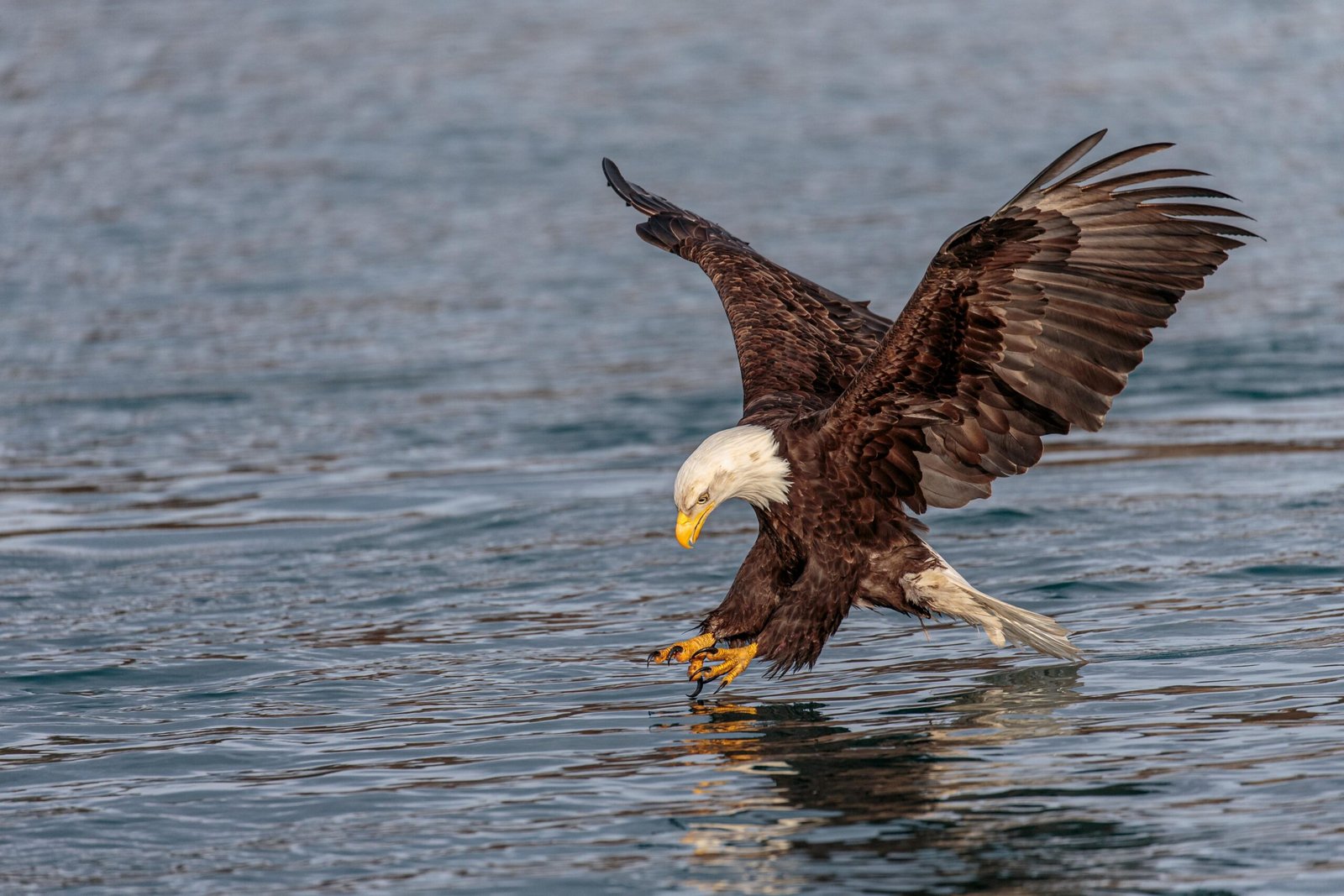 Andy Morffew Adult Bald Eagle in definitive plumage