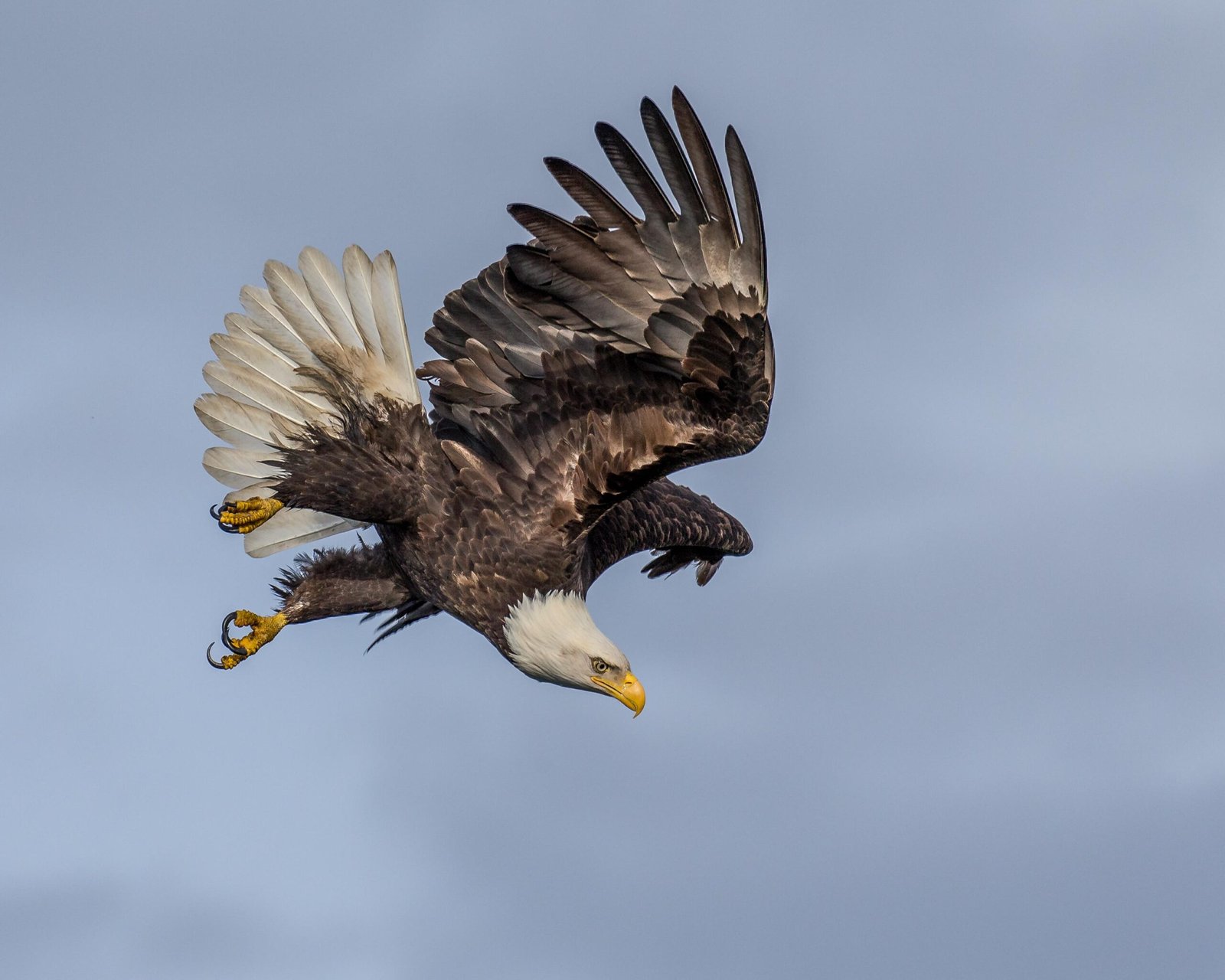 Andy Morffew Adult Bald Eagle in definitive plumage