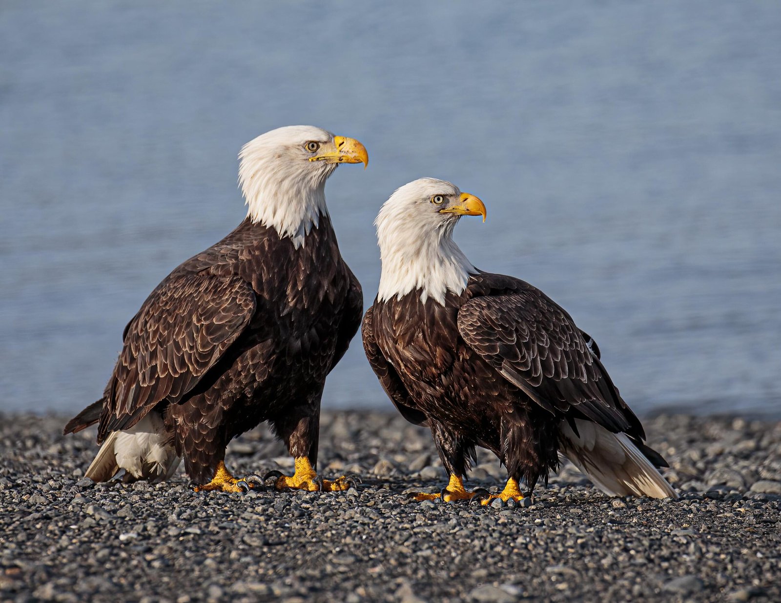 Andy Morffew Adult Bald Eagle in definitive plumage