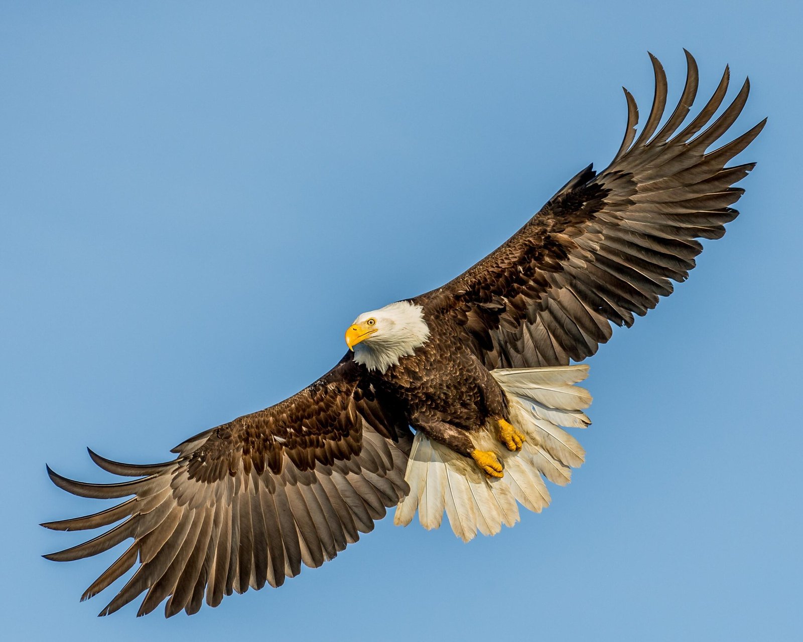Andy Morffew Adult Bald Eagle in definitive plumage