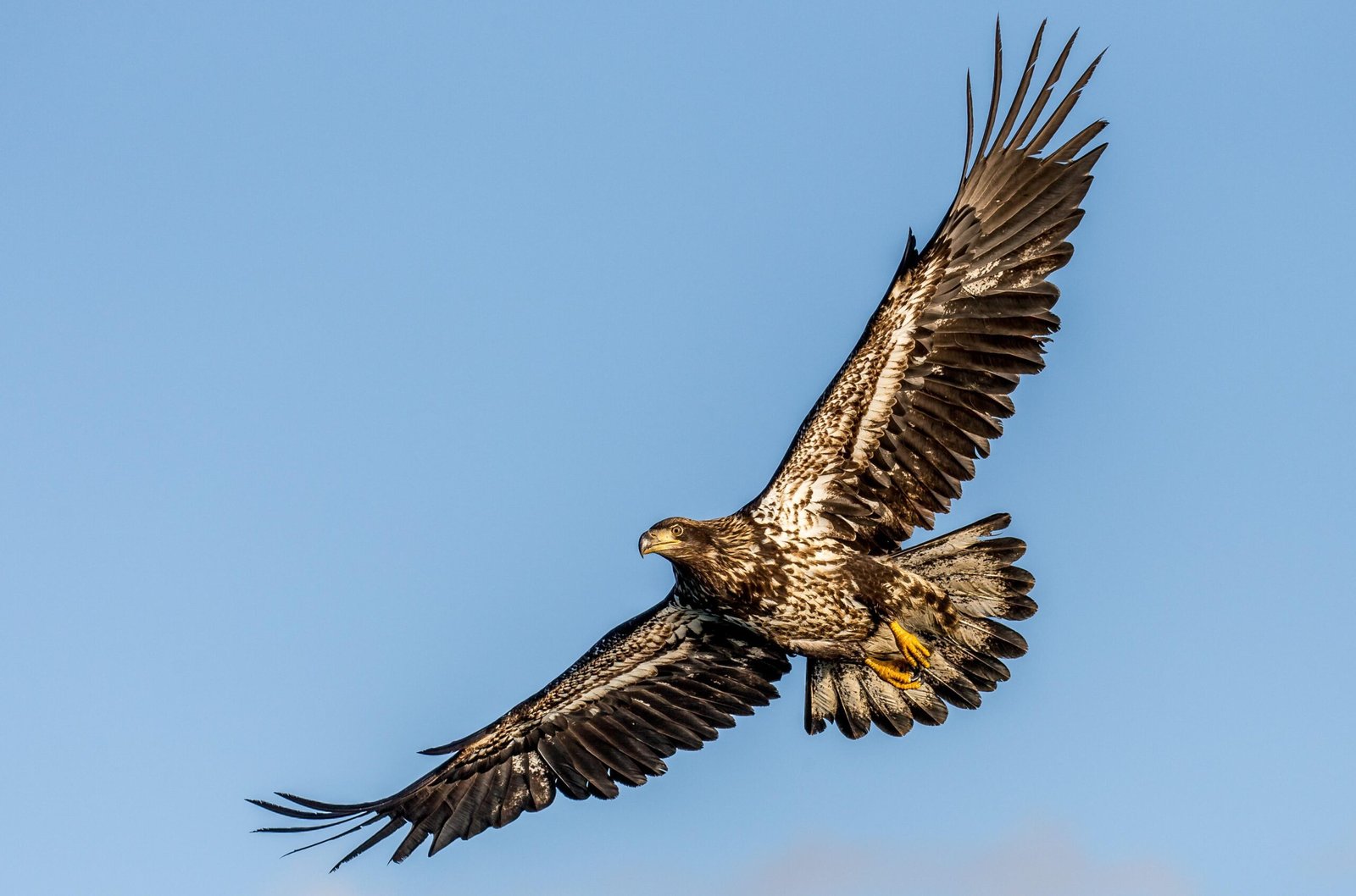 Andy Morffew Late second year immature Bald Eagle in Basic I plumage