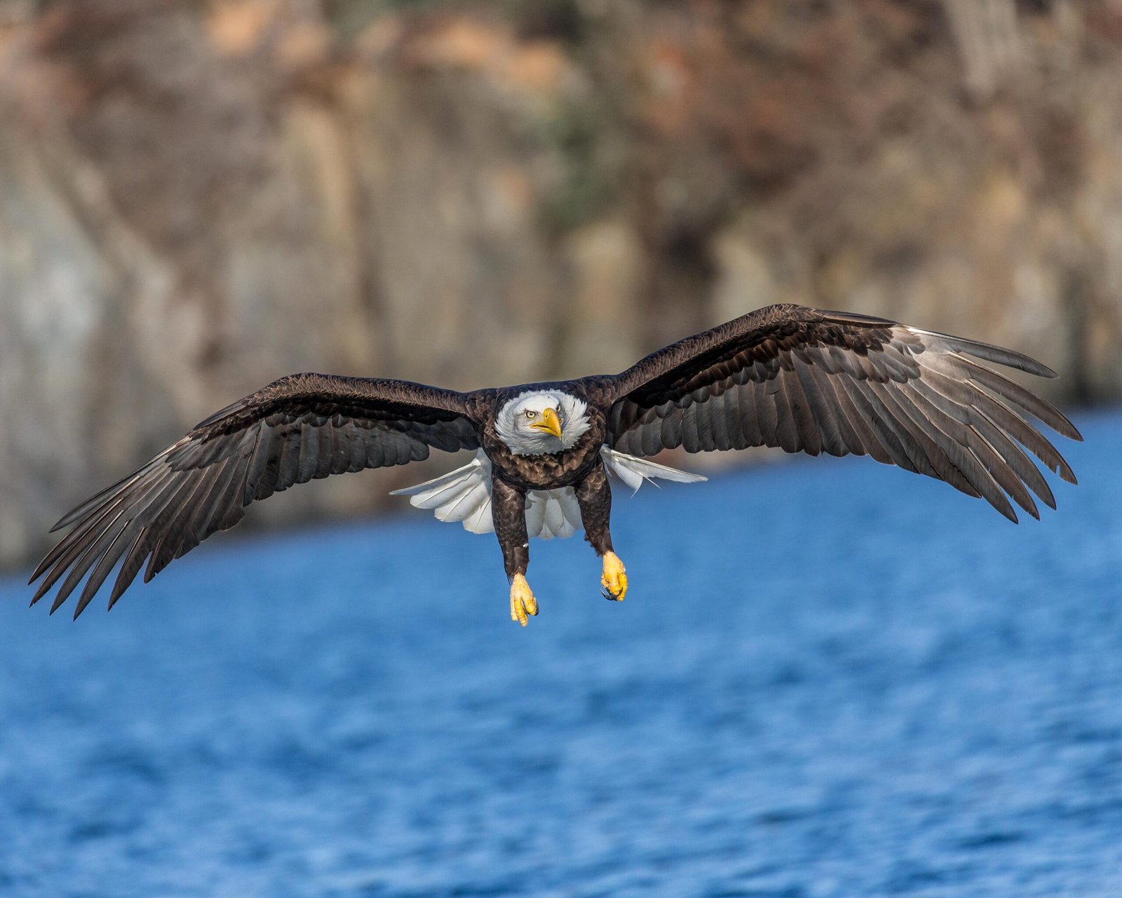 Andy Morffew Adult Bald Eagle in definitive plumage