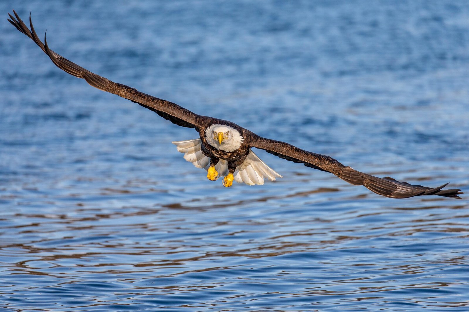 Andy Morffew Adult Bald Eagle in definitive plumage