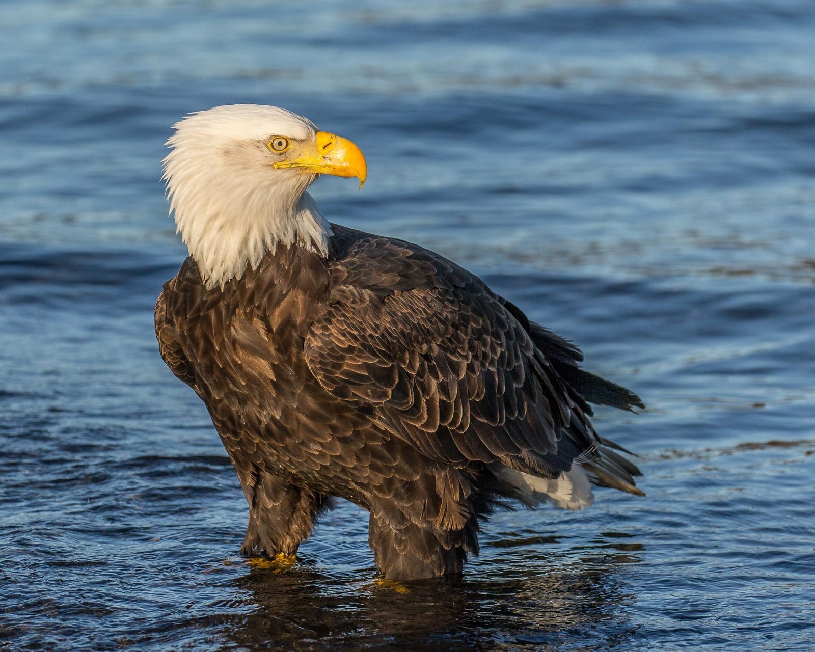 Andy Morffew Adult Bald Eagle in definitive plumage