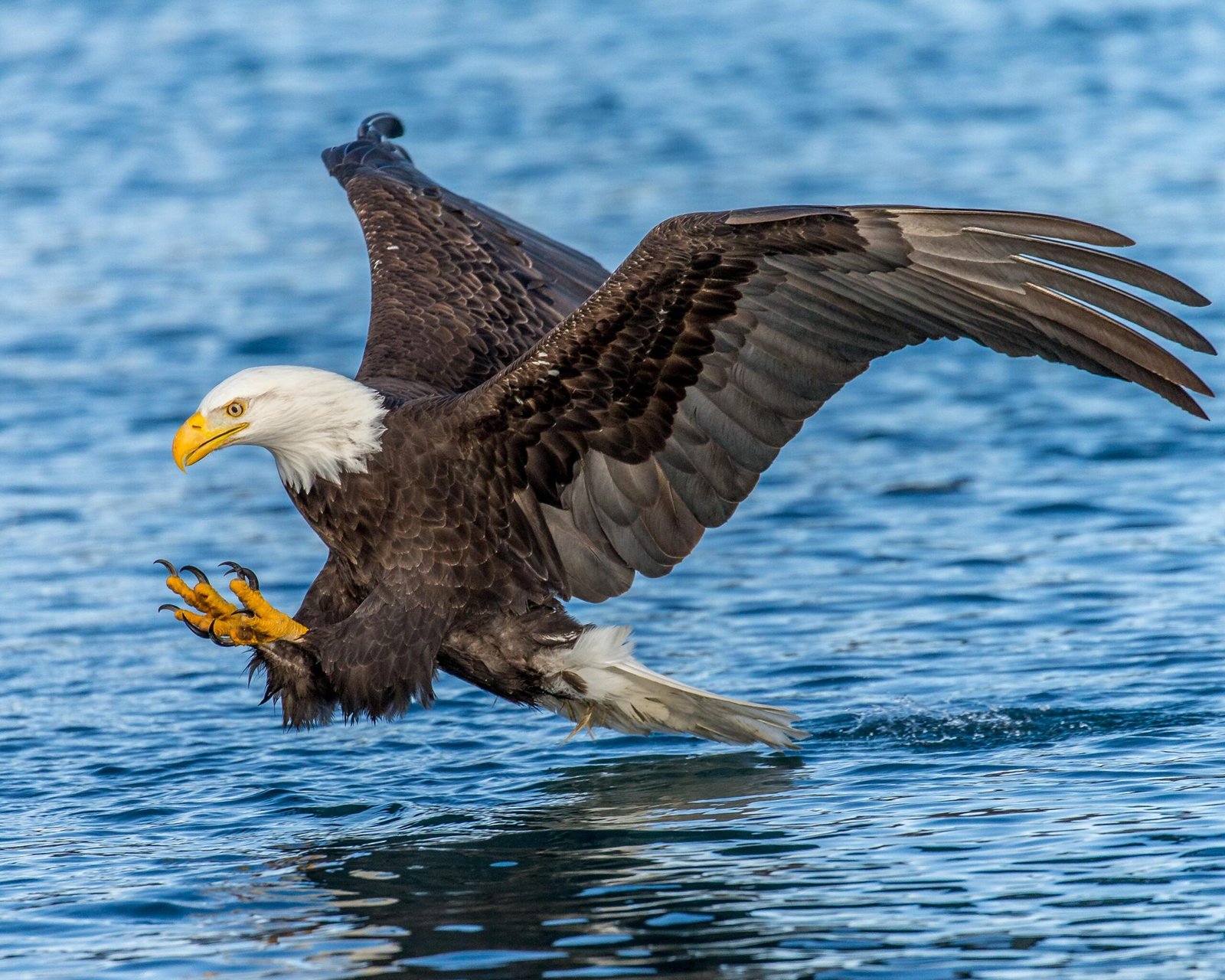 Andy Morffew Adult Bald Eagle in definitive plumage