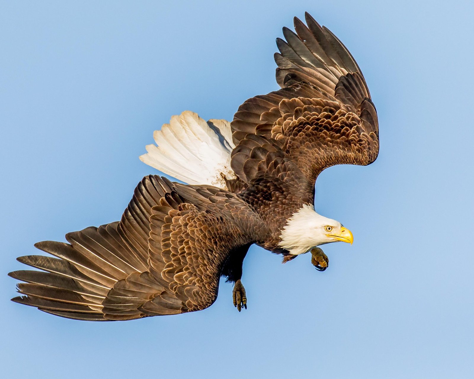 Andy Morffew Adult Bald Eagle in definitive plumage