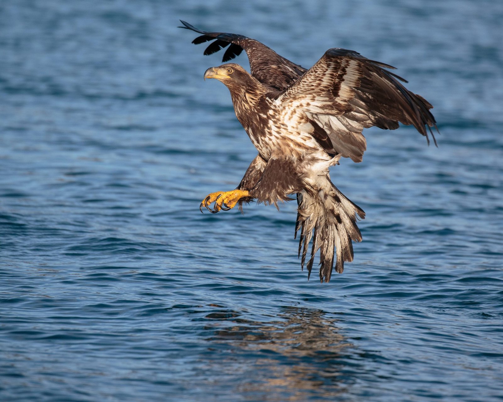 Andy Morffew Late second year immature Bald Eagle in Basic I plumage