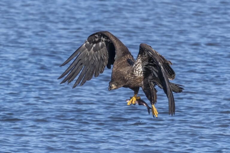 Juvenal First year juvenile Bald Eagle in juvenal plumage with fish