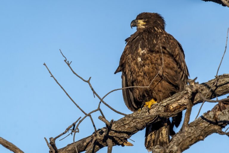 Juvenal First year juvenile Bald Eagle in juvenal plumage