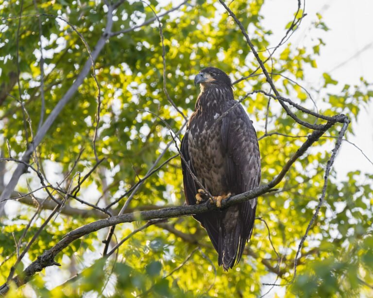 Juvenal First year juvenile Bald Eagle in juvenal plumage (perhaps in Prebasic I molt)