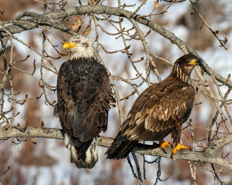 Juvenal First year juvenile Bald Eagle in juvenal plumage (perhaps Prebasic I molt) with a third year subadult Bald Eagle in Basic III plumage
