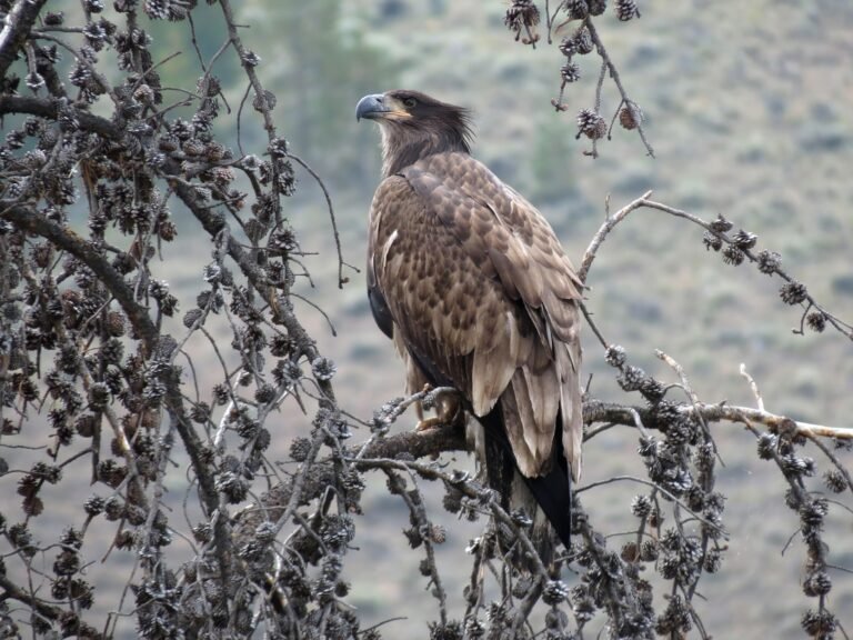 Juvenal First year juvenile Bald Eagle in juvenal plumage