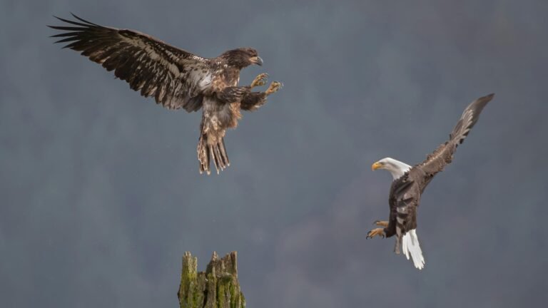 Juvenal First year juvenile Bald Eagle in juvenal plumage and Adult Eagle in definitive plumage