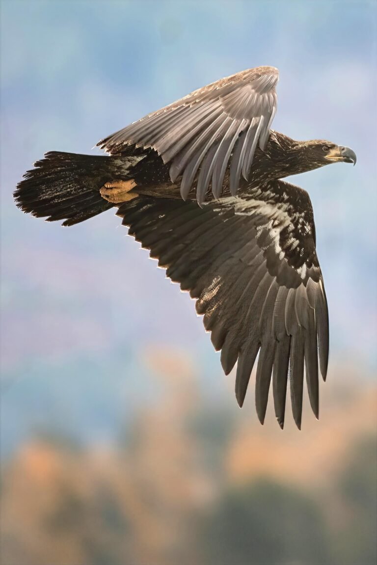 Juvenal First year juvenile Bald Eagle in juvenal plumage