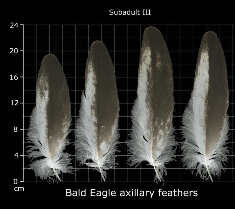USFWS Feather Atlas Subadult III Bald Eagle axillary feathers