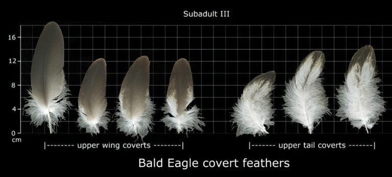 USFWS Feather Atlas Subadult III Bald Eagle covert feathers