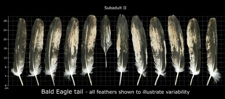 USFWS Feather Atlas Subadult II Bald Eagle tail feathers (complete)