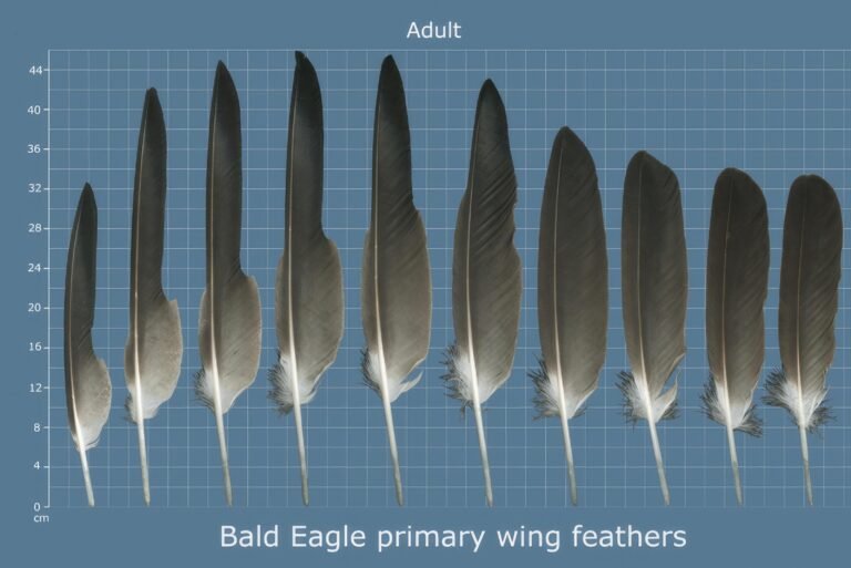 USFWS Feather Atlas Adult Bald Eagle primary wing feathers