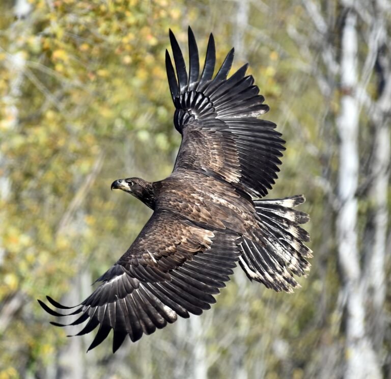Juvenal First year juvenile Bald Eagle in juvenal plumage