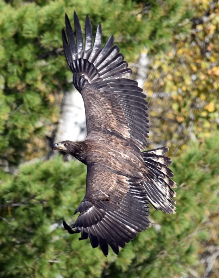 Juvenal First year juvenile Bald Eagle in juvenal plumage