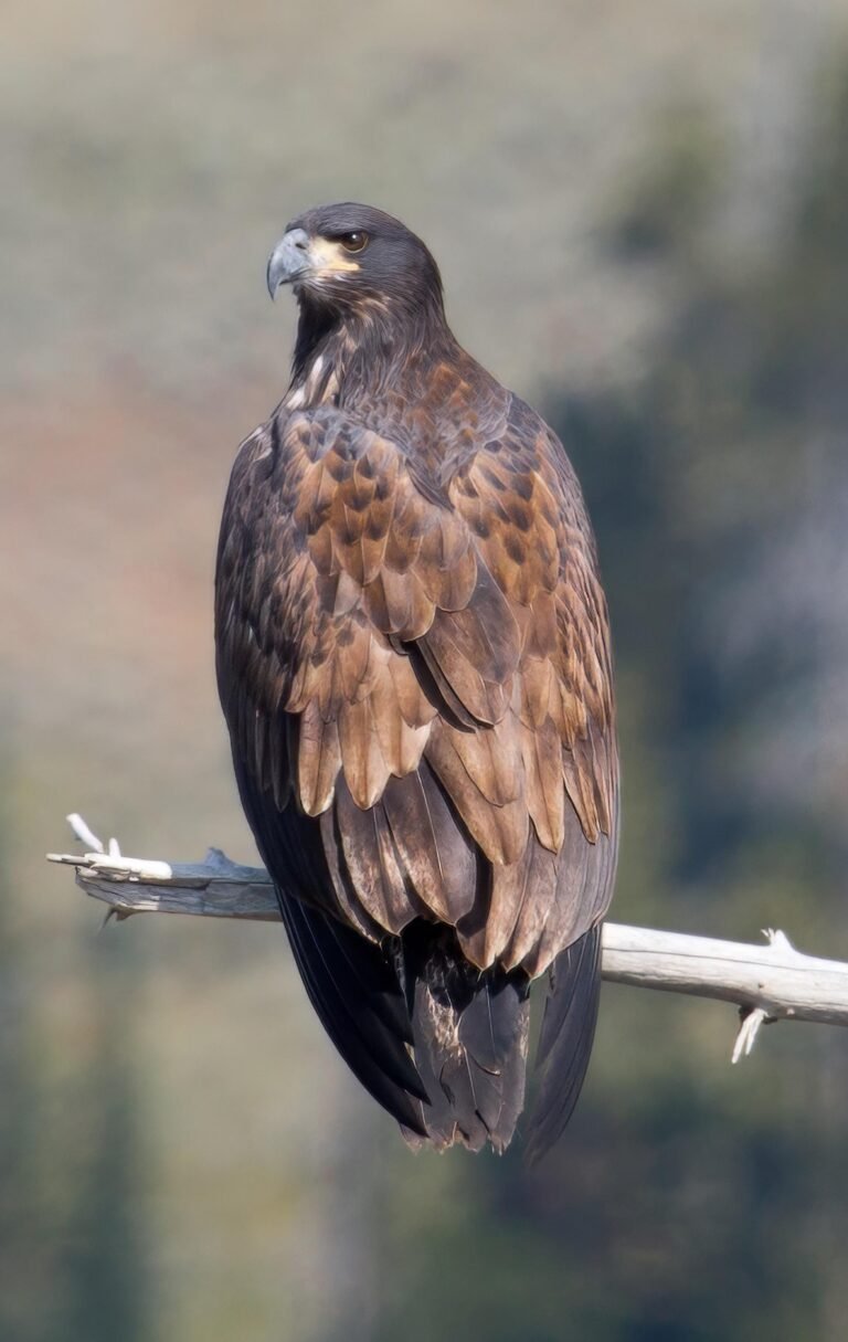 Juvenal First year juvenile Bald Eagle in juvenal plumage