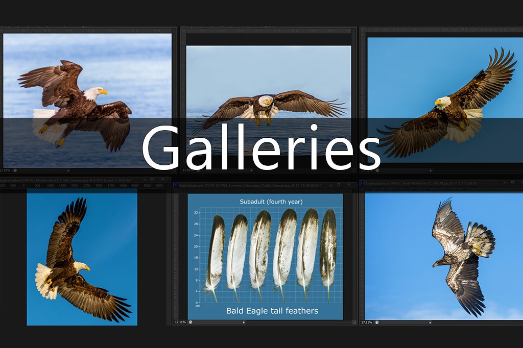 Home Link to Eagles Explored Image Galleries