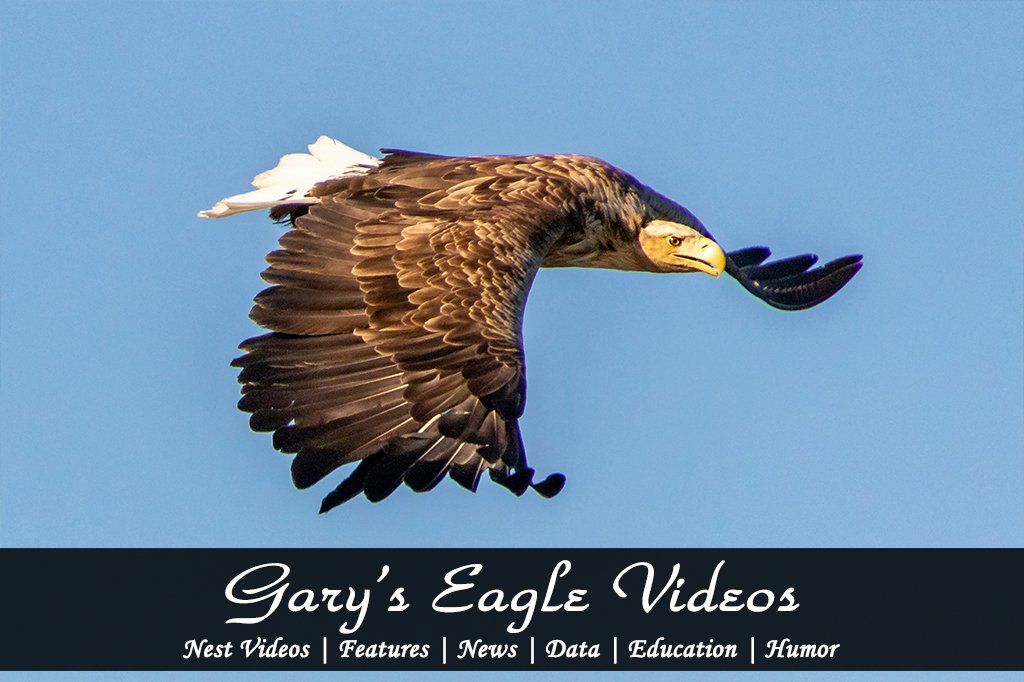 garys eagle videos icon 02 mod1 1024x762 garys eagle videos icon 02 mod1 1024x762