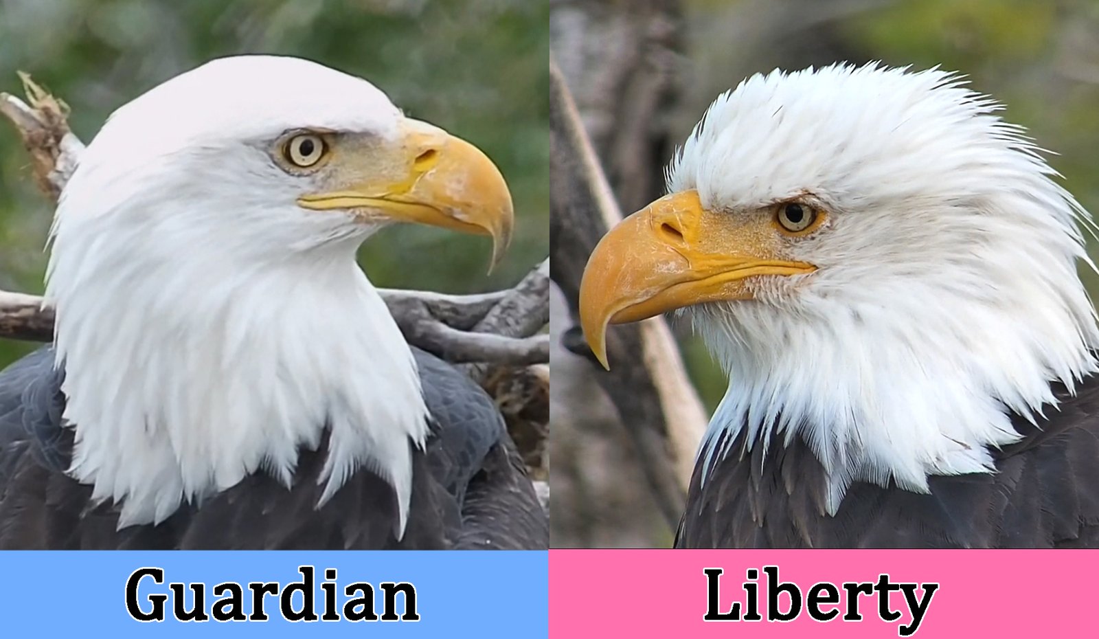 Redding Eagles identifying liberty and guardian 02