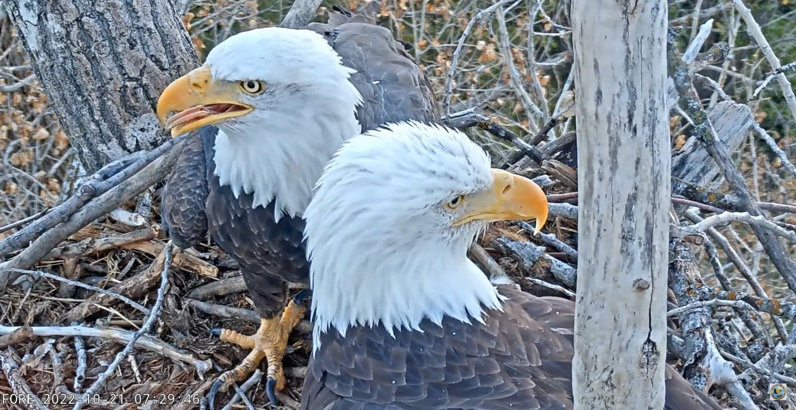 Redding Eagles liberty and guardian 01 modcrop1