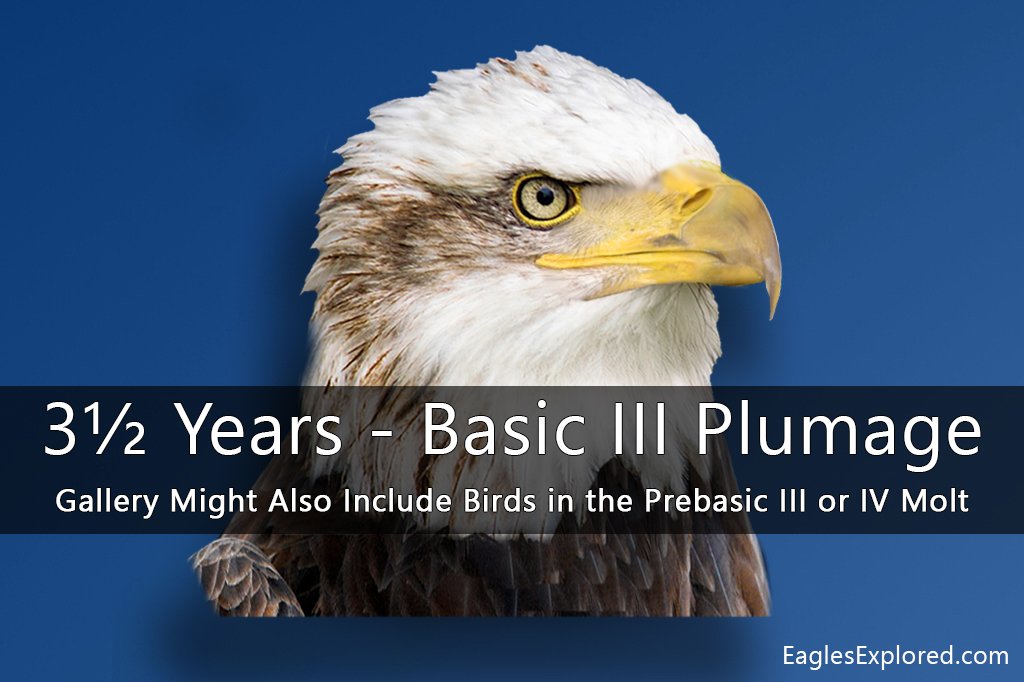 Plumage and Aging Galleries plumage basic iii icon 01 mod1a 1024x762