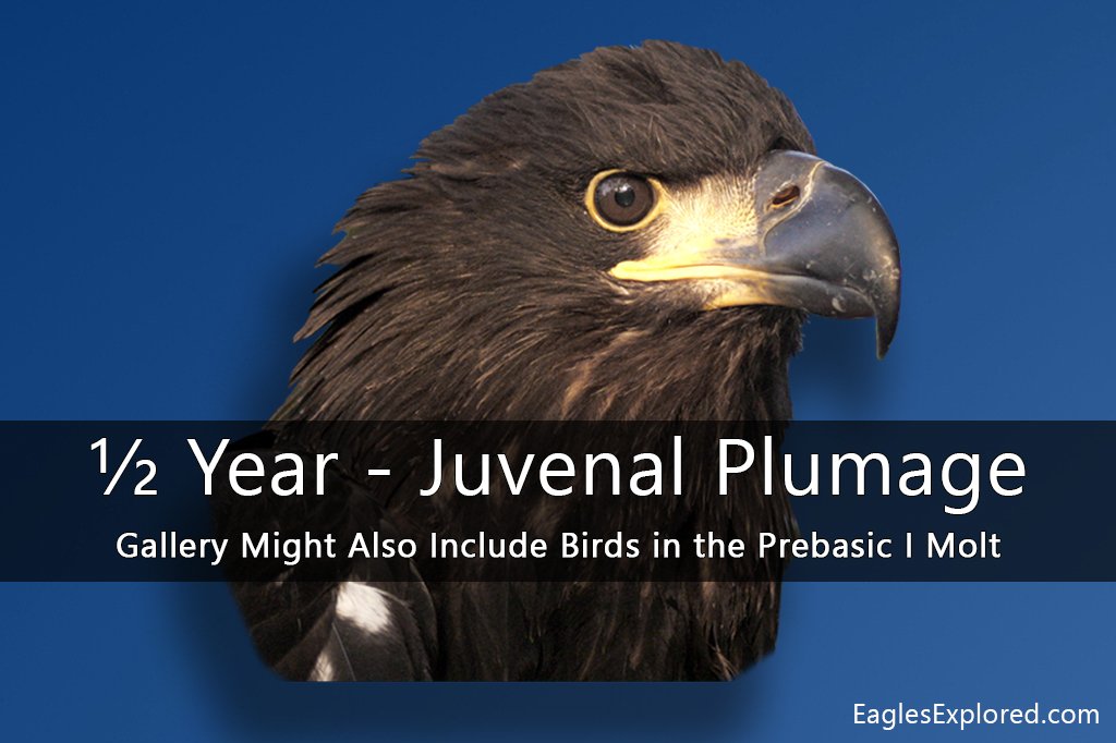 Plumage and Aging Galleries Plumage Juvenal Icon 01 Mod1 1024x762
