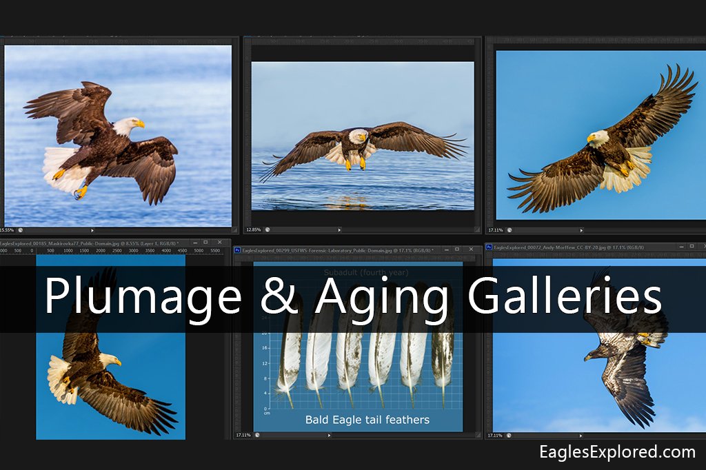 Galleries Link to EaglesExplored.com plumage and aging galleries.