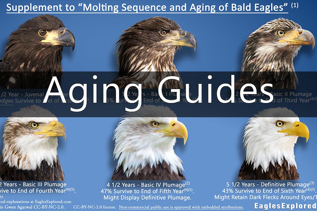 Home Link to Eagles Explored Bald Eagle Plumage and Aging Guides