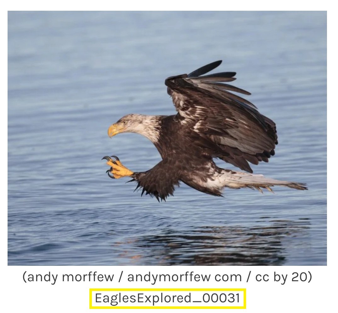 Contact Andy Morffew Bald Eagle Image CC BY 2.0 Eagles Explored ID 00031